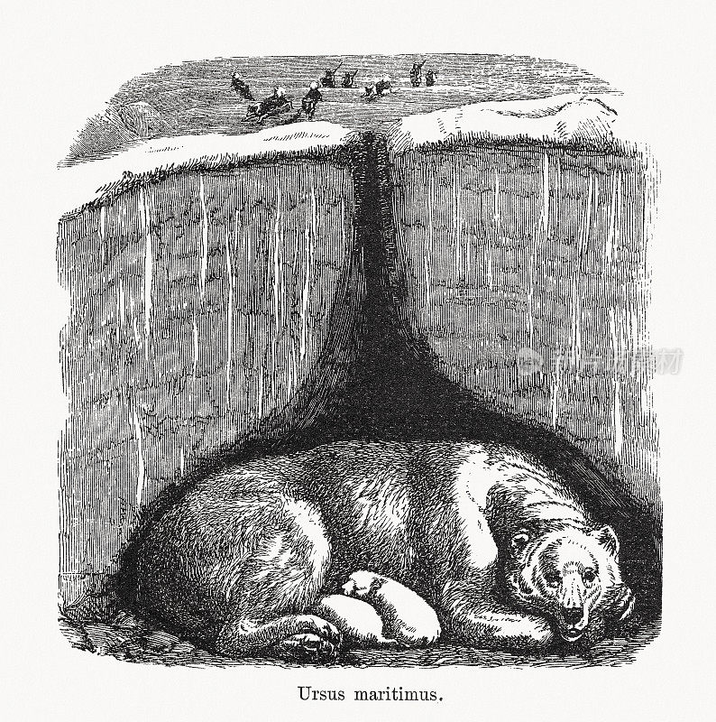 北极熊(Ursus maritimus)，木刻，1893年出版